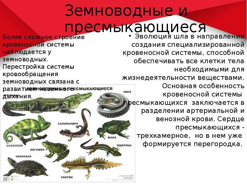 Признаками общими для рептилий и амфибий являются. Земноводных и пресмыкающихся. Земноводные и пресмыкающиеся отличия. Пресмыкающиеся земноводные рептилии разница. Отличие рептилий от земноводных.