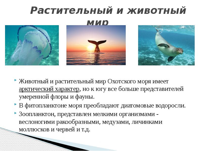 Презентация море охотское море