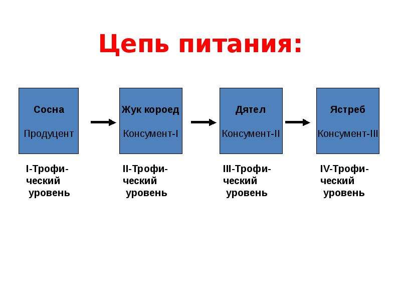 Система и цепочка. Цепочка питания биология 7 класс. Поток энергии и цепи питания. Цепи питания и энергия. Цепочки питания это система.