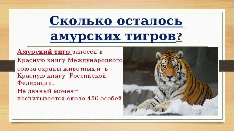 Сколько в мире амурских тигров. Тигр красная книга. Амурский тигр красная книга. Амурский тигр занесен в красную книгу. Животные красной книги Амурский тигр.