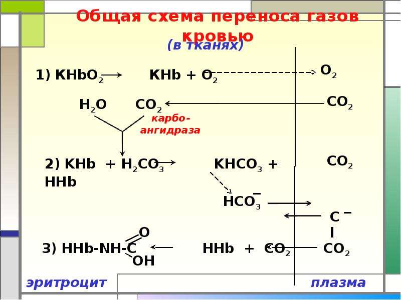 Перенос газов кровью. Перенос газов кровью схема. Перенос кислорода кровью схема. Транспорт газов кровью схема. Перенос газов.