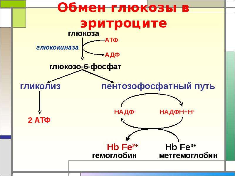 Метаболизм эритроцитов схема