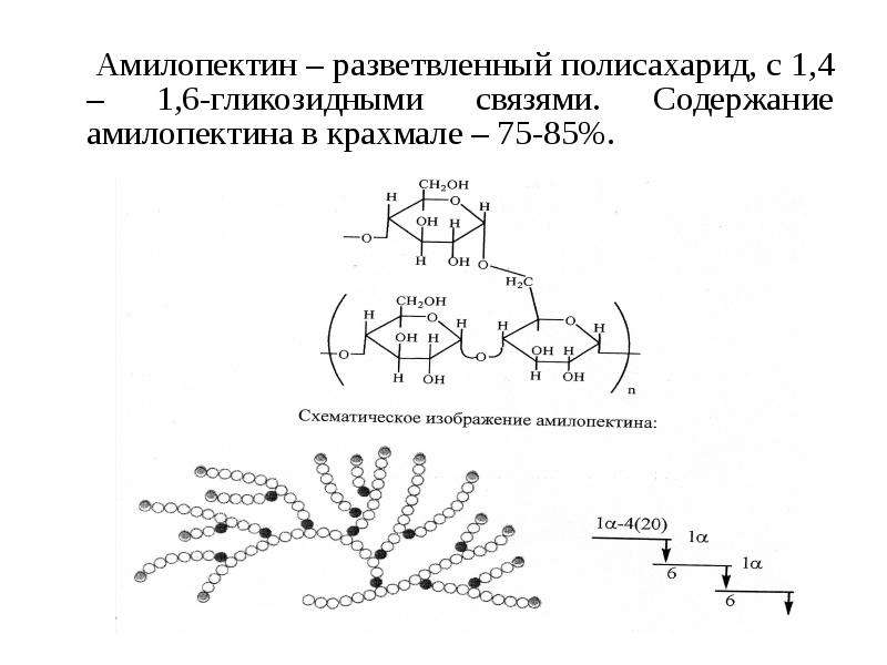 Крахмал органическое вещество. Амилопектин гликозидные связи. Амилопектин полисахарид. Разветвленные полисахариды примеры. Полисахариды картинки.