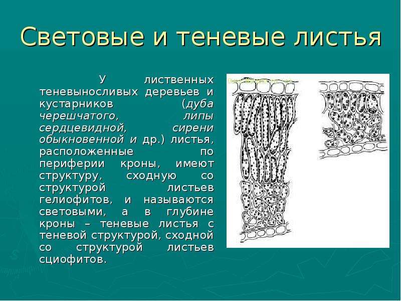 На рисунке изображены световой и теневой листья укажите их какие особенности строения характерны для