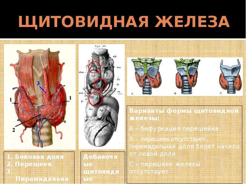 Щитовидная железа перешеек. Строение доли щитовидной железы. Щитовидная железа расположение строение вид сбоку. Пирамидная доля щитовидная железа. Перешеек щитовидной железы анатомия.