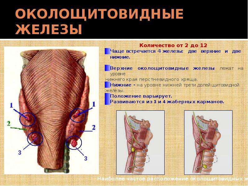 Паращитовидная железа презентация анатомия