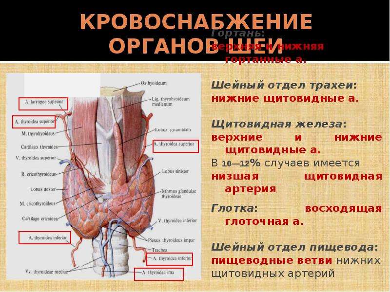 Строение шеи человека фото