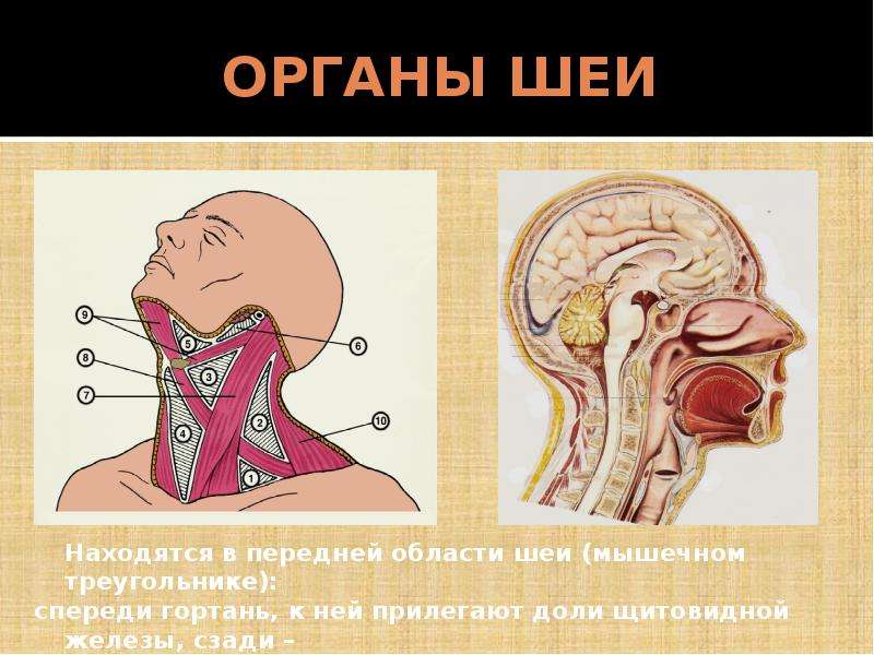 Строение шеи человека фото