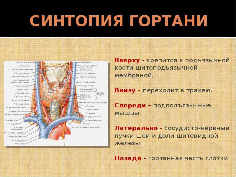Дал в гортань. Строение шеи органы сбоку. Строение шеи спереди кости. Щитовидная железа анатомия топография. Гортань и щитовидная железа анатомия.