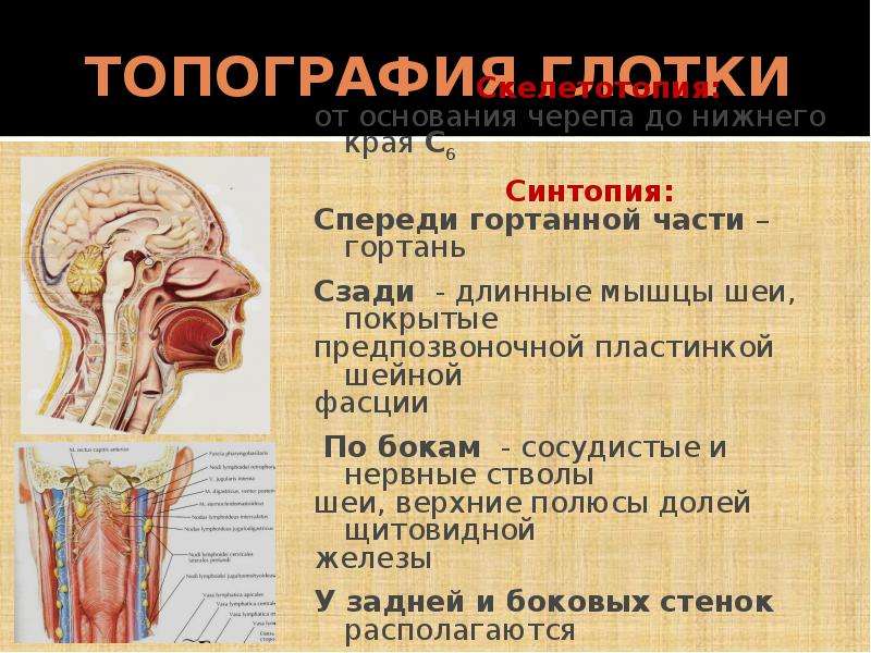 Клиническая анатомия предмет