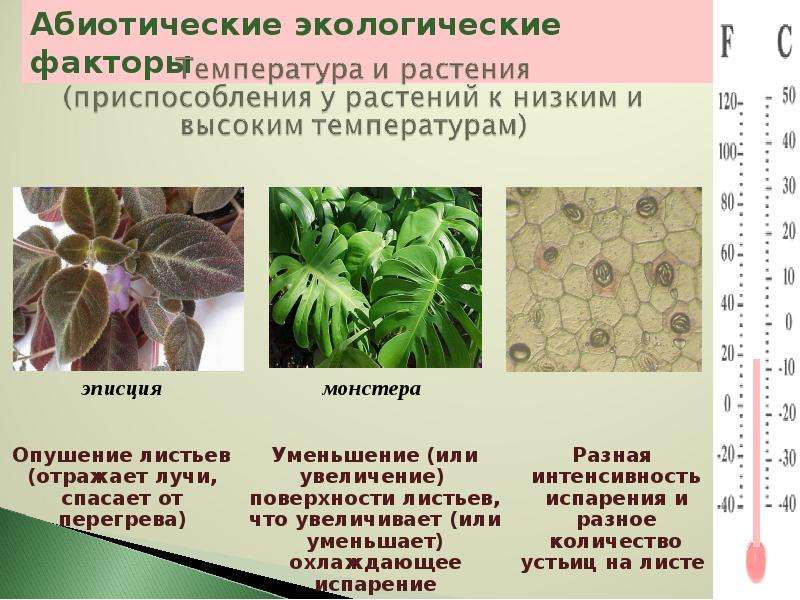 Абиотические факторы группы растений