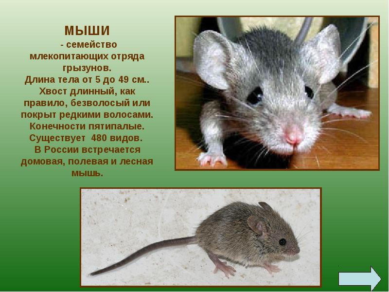 Мыши - семейство млекопитающих отряда грызунов, слайд №1