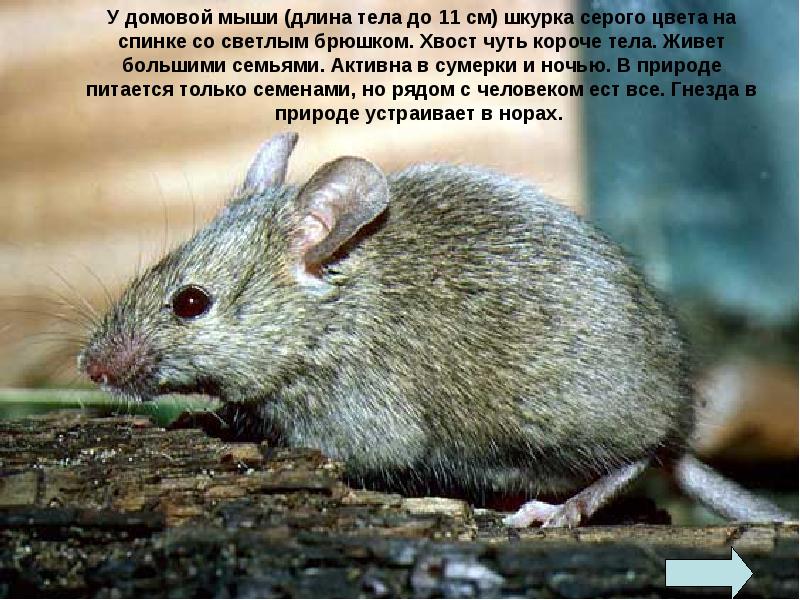 Мыши - семейство млекопитающих отряда грызунов, слайд №2
