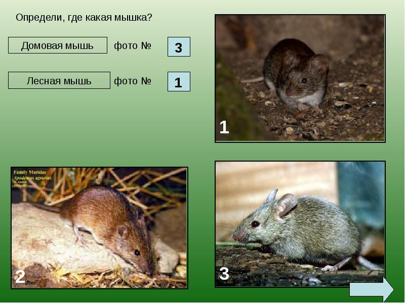 Мыши - семейство млекопитающих отряда грызунов, слайд №6
