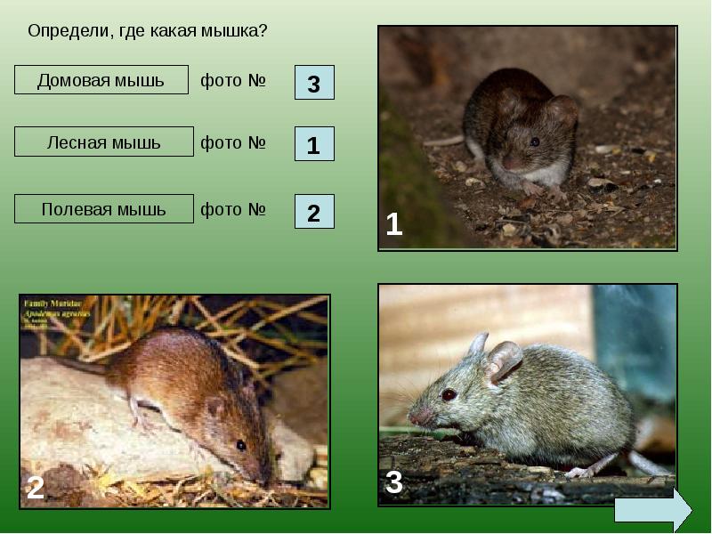 Мыши - семейство млекопитающих отряда грызунов, слайд №7