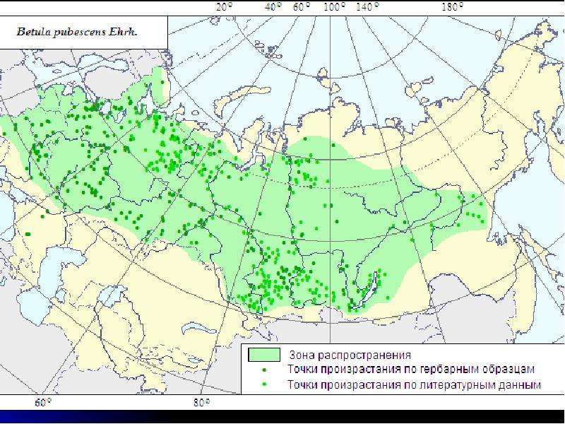 Карта распространения полыни