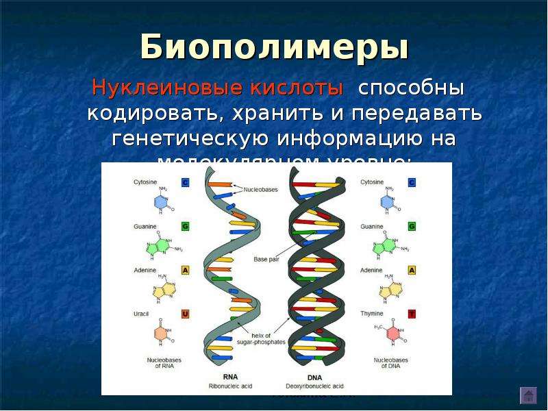 Презентация биополимеры 11 класс химия