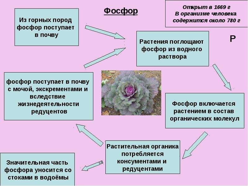 Поступление фосфора из окружающей среды в организм