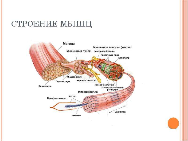 Строение мышц