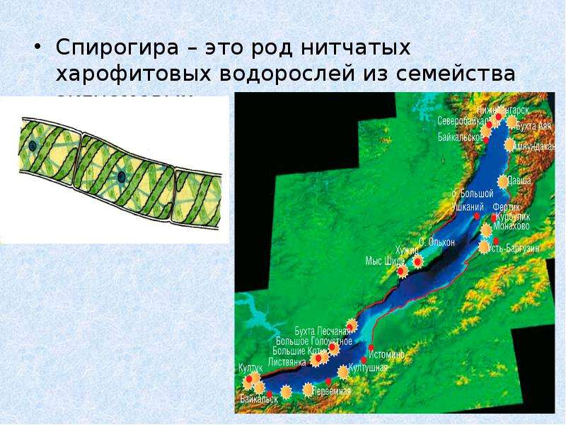 Спирогиры на байкале презентация