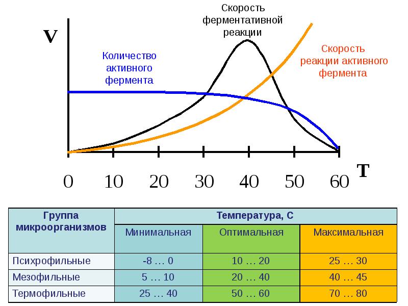 Графики активности ферментов. График зависимости скорости ферментативной реакции от температуры. Зависимость скорости ферментативной реакции от температуры. График активности фермента. Влияние факторов среды на скорость ферментативной реакции.