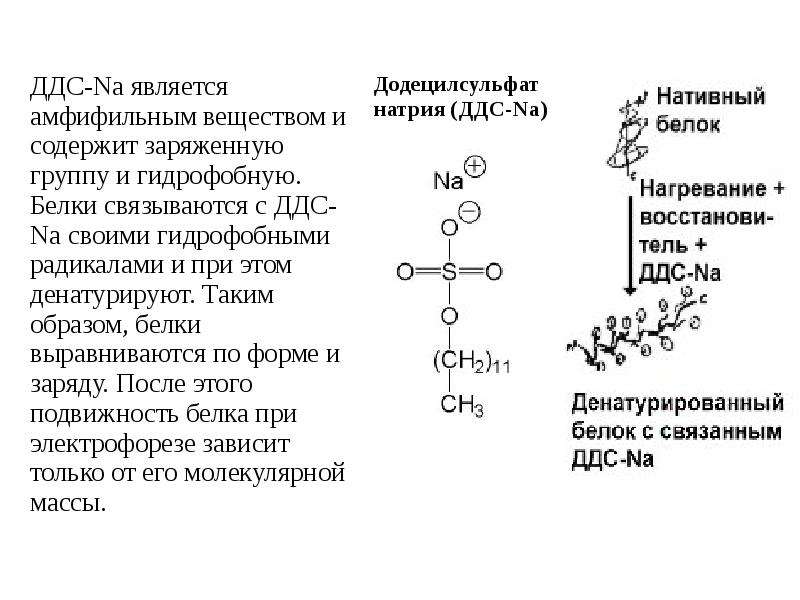 Методы фракционирования белков. Метод разделения белков. Методы фракционирования белков биохимия. Задачи на Разделение белков.