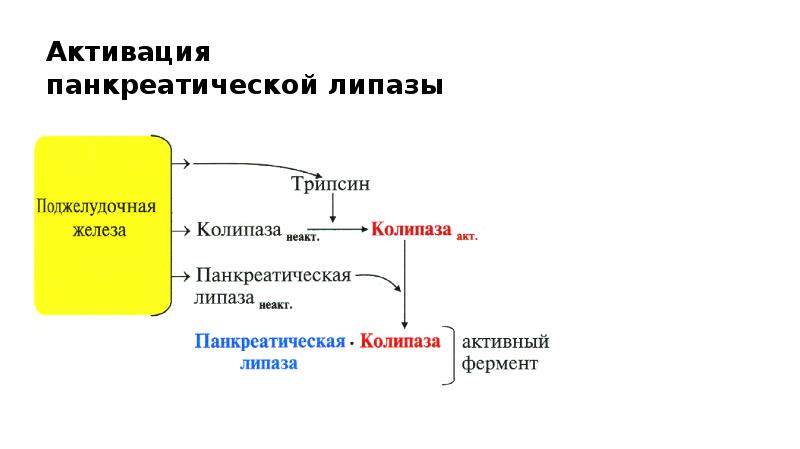 Отношение липидов к воде. Обмен липидов схема. Классификация липидов по Уайту. Особенности обмена липидов в нервной ткани. Производными липидов являются.