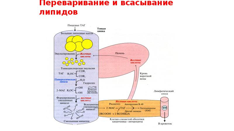 Митохондрии синтез липидов. Переваривание и всасывание липидов. Схему транспорта липидов в организме. Транспорт липидов в организме человека. Нарушение переваривания и всасывания липидов.