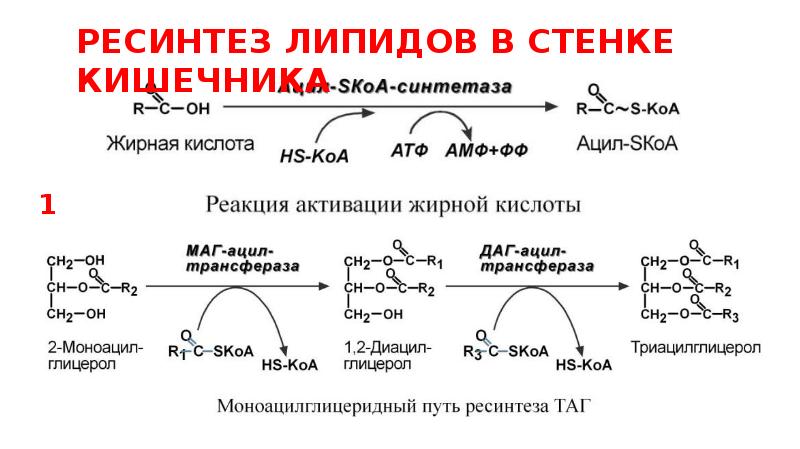 Отношение липидов к воде