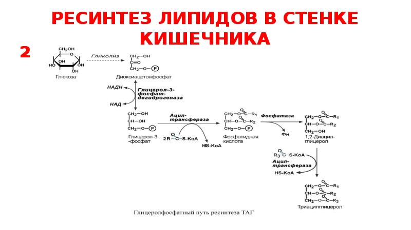 Маски для волос с липидами