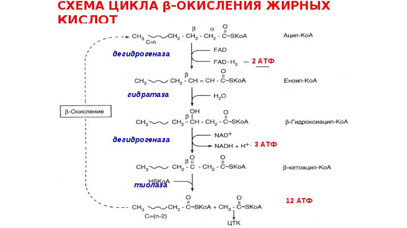 Бета окисление масляной кислоты схема и описание