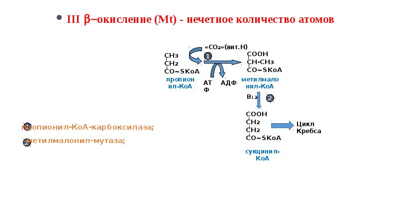 Обмен глицерина