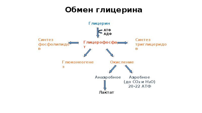 Окисление липидов и углеводов