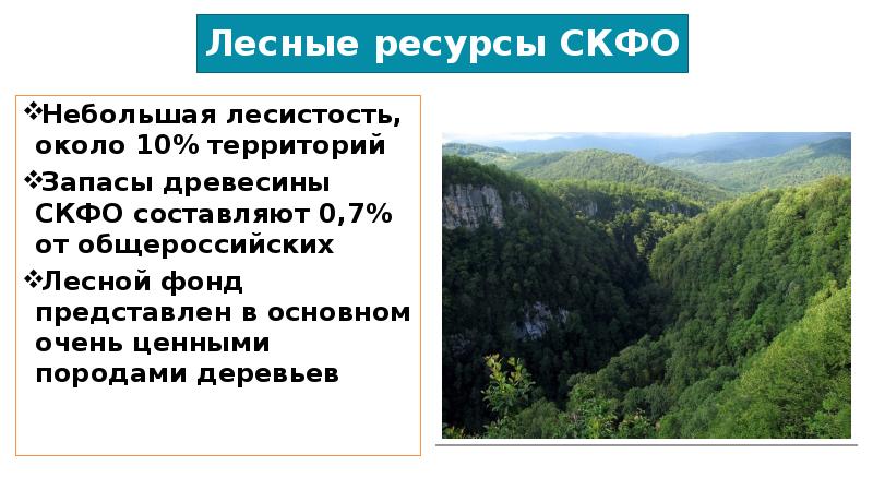 Основными ресурсами северного кавказа является. Лесные ресурсы Северо Кавказского экономического района. Лесные ресурсы Кавказском районе. Лесные природные ресурсы Северного Кавказа. Лесные ресурсы Кавказа таблица.