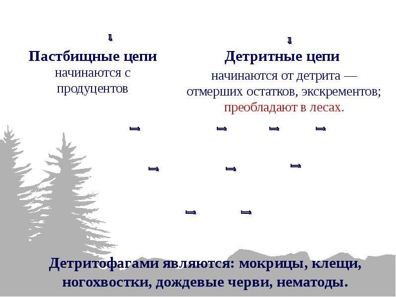 Заполните пропуск в схеме общей структуры экосистем