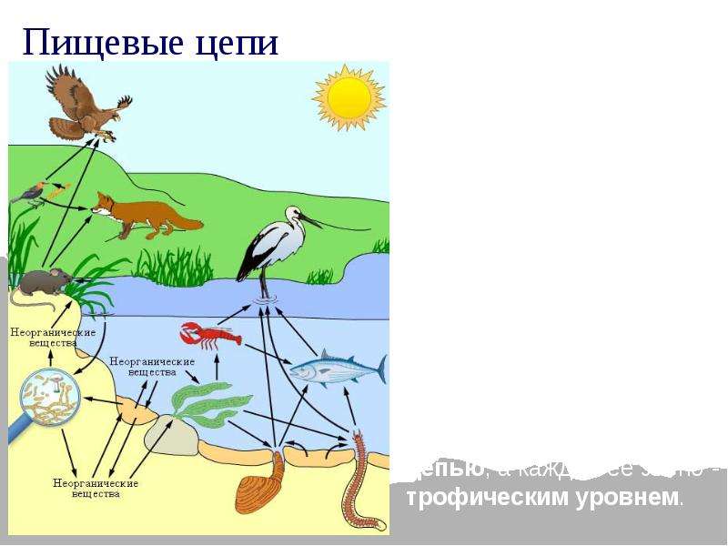 Цепь питания южного крыма