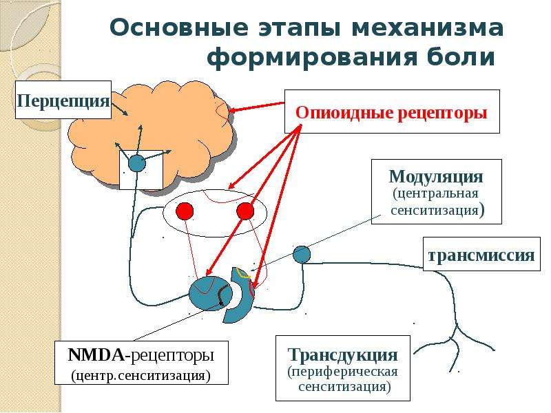 Основные механизмы боли схема