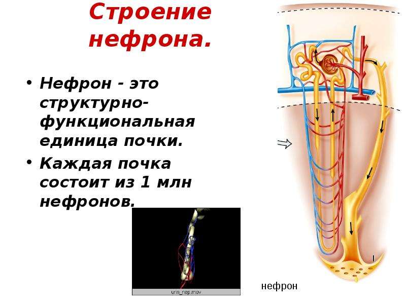 Структурно функциональная единица почки. Топография нефрона. Строение нефрона 8 класс. Нефрон структурно-функциональная единица почки. Нефрон строение и функции.