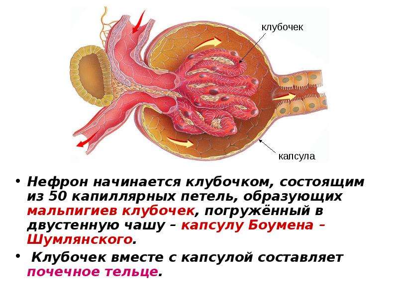 Капсула боумена