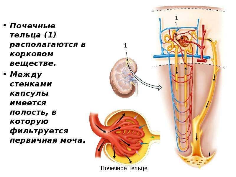 Почечное тельце почки. Строение почечного тельца. Почечное тельце структура. Почечное тельце анатомия. Структура почечного тельца.
