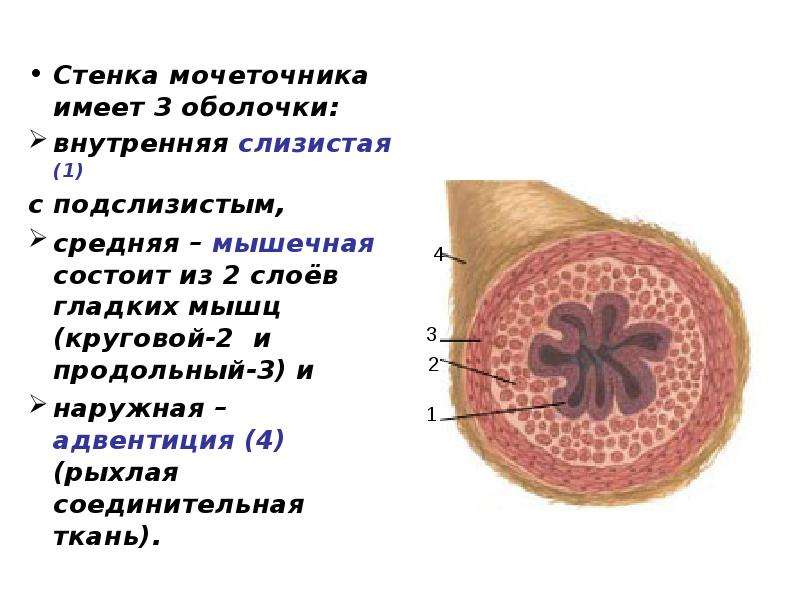 Состоит из 2 слоев. Мышечная оболочка мочеточника состоит из. Строение стенки мочеточника. Соединительная ткань адвентиция. Стенка мочеточника состоит из оболочек.