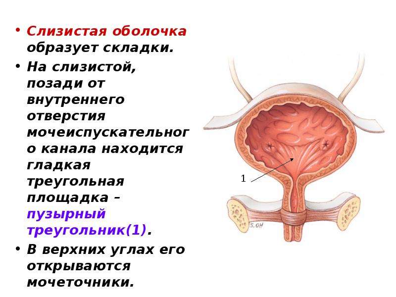 Складки слизистой