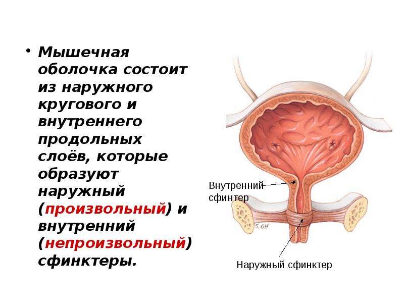 Сфинктер мочевого канала