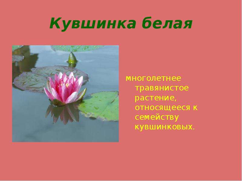 Проект красная книга растения. Кувшинка относится к водорослям. Растение кувшинка относятся к водорослям. К какой группе растений относится кувшинка. Водяная Лилия относится к водорослям?.