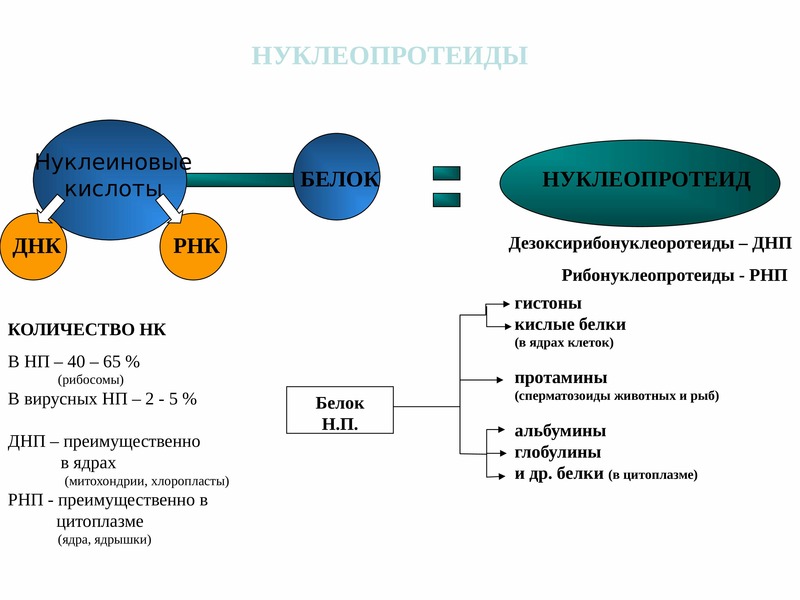 Белок нуклеиновая кислота. Нуклеопротеиды биохимия формула. Структура и функции нуклеопротеинов. Нуклеопротеиды биохимия строение. Химическое строение нуклеопротеинов.