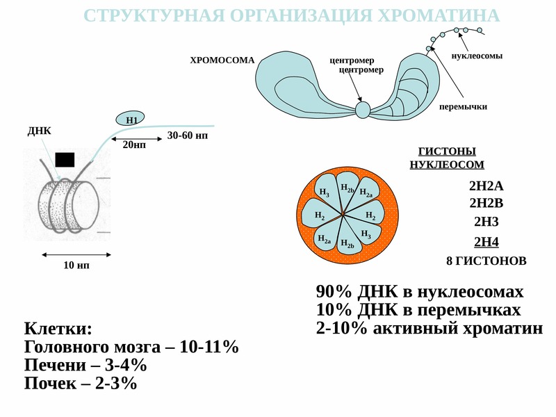 Организация днк. Схема уровни организации хроматина. Строение и функции нуклеосомы. Строение нуклеосомы биохимия. Структурная организация ДНК В хроматине нуклеосомы и хромосомы.