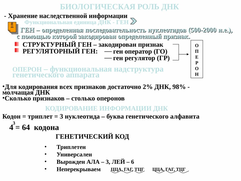 В гене закодирована информация о. Биологическая роль ДНК. Функции и биологическая роль ДНК. Структурно-функциональная единица ДНК. Кодирование информации в ДНК.