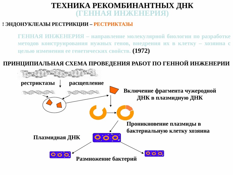 Рекомбинантная днк. Ферменты рестрикции в технологии рекомбинантных ДНК…. Рестриктазы в генной инженерии. Метод рекомбинантных ДНК В биологии. Рестрикция в генной инженерии.