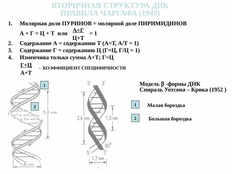 Характеристика структуры днк. Вторичная структура ДНК функции. Формы вторичной структуры ДНК. Вторичная структура НК. Вторичня структурарнк.