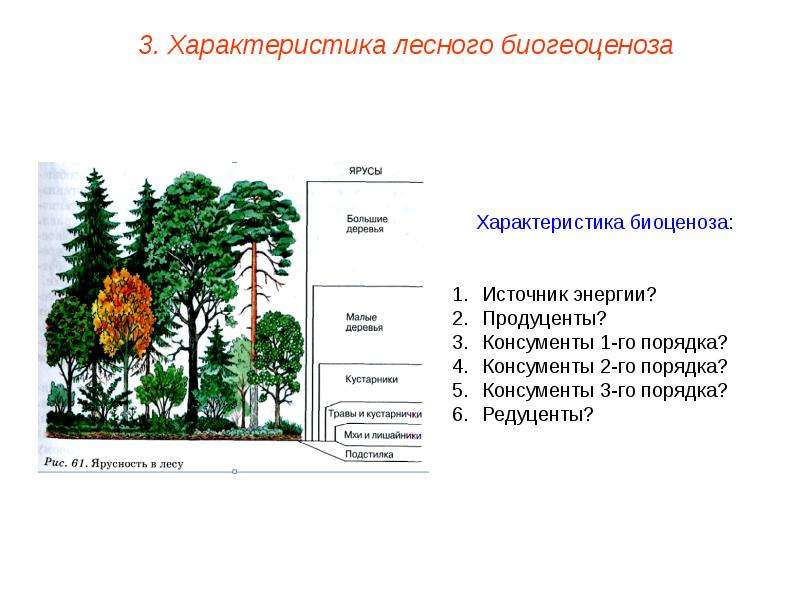Чем характеризуется биоценоз смешанного леса ярусность плохой